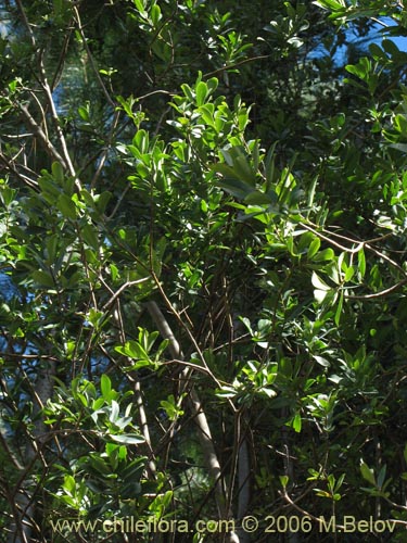 Bild von Ovidia pillo-pillo (Pillo-pillo / Palo hediondo / Lloime). Klicken Sie, um den Ausschnitt zu vergrössern.