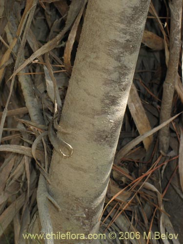 Bild von Ovidia pillo-pillo (Pillo-pillo / Palo hediondo / Lloime). Klicken Sie, um den Ausschnitt zu vergrössern.