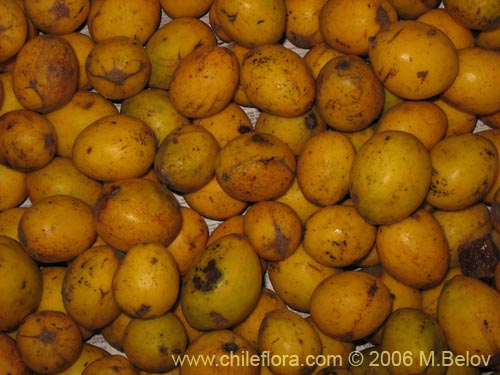 Image of Gomortega keule (Qeule / Keule). Click to enlarge parts of image.