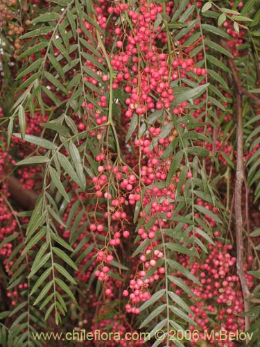 Image of Schinus molle (Molle / Pimiento / Pimientero de Perú). Click to enlarge parts of image.