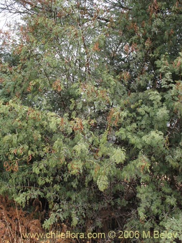 没断定的植物 sp. #2302的照片