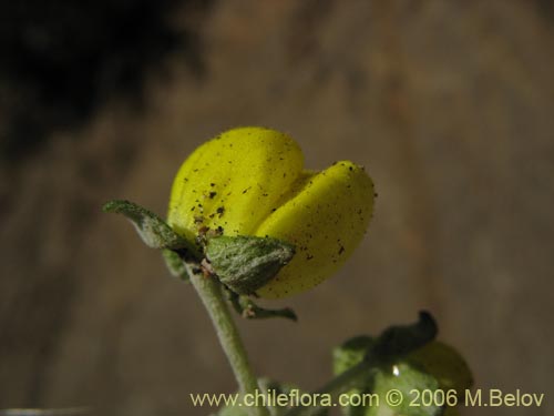Image of Calceolaria polifolia (Capachito). Click to enlarge parts of image.