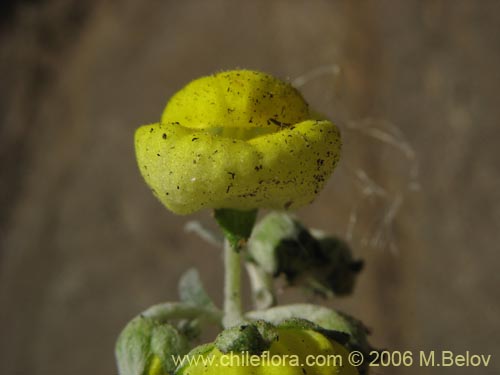 Image of Calceolaria polifolia (Capachito). Click to enlarge parts of image.