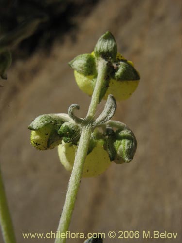 Image of Calceolaria polifolia (Capachito). Click to enlarge parts of image.