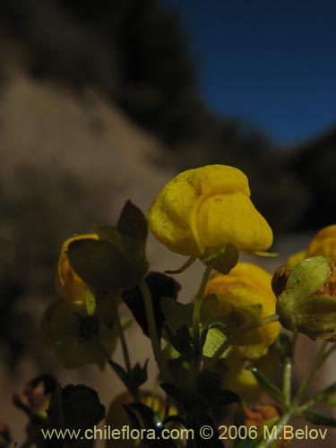 Image of Calceolaria thyrsiflora (Capachito). Click to enlarge parts of image.