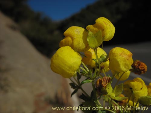 Image of Calceolaria thyrsiflora (Capachito). Click to enlarge parts of image.