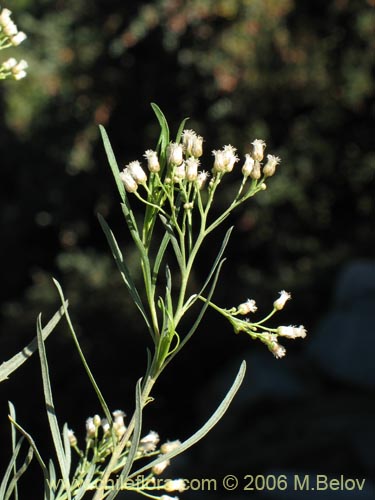 Image of Baccharis marginalis (). Click to enlarge parts of image.