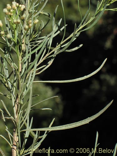 Image of Baccharis marginalis (). Click to enlarge parts of image.