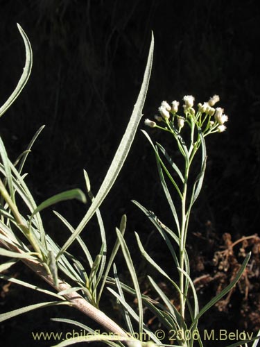 Image of Baccharis marginalis (). Click to enlarge parts of image.