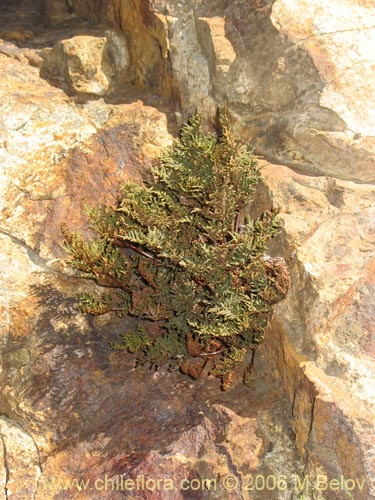 Bild von Cheilanthes glauca (). Klicken Sie, um den Ausschnitt zu vergrössern.