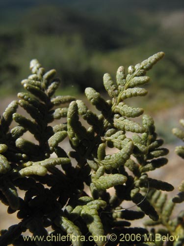 Bild von Cheilanthes glauca (). Klicken Sie, um den Ausschnitt zu vergrössern.