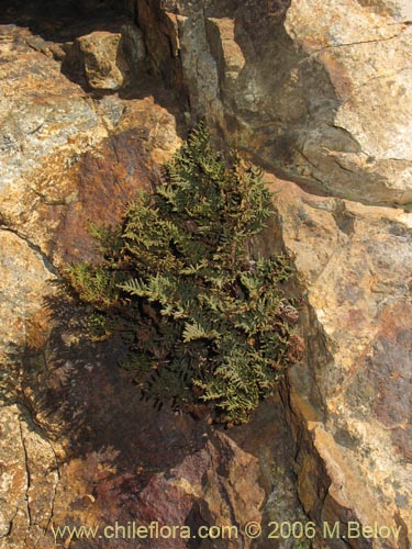 Bild von Cheilanthes glauca (). Klicken Sie, um den Ausschnitt zu vergrössern.
