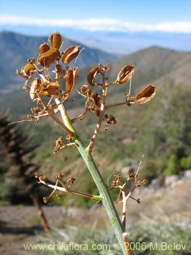 Image of Gymnophyton isatidicarpum (Bío-bío). Click to enlarge parts of image.
