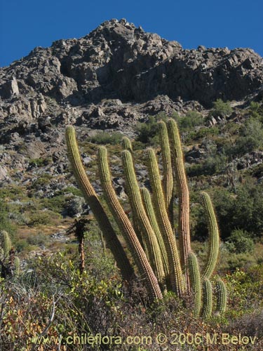 Image of Echinopsis chiloensis (Quisco). Click to enlarge parts of image.