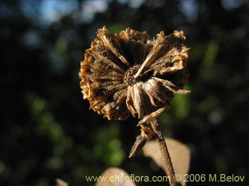 Bild von Podanthus mitiqui (Mitique / Palo negro). Klicken Sie, um den Ausschnitt zu vergrössern.
