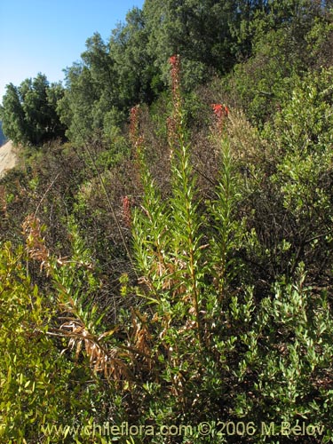 Bild von Lobelia excelsa (Tabaco del diablo / Tupa / Trupa). Klicken Sie, um den Ausschnitt zu vergrössern.