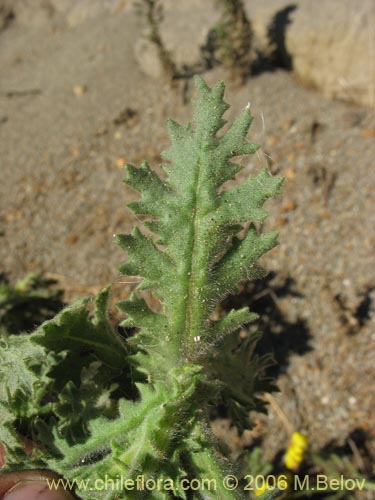Imágen de Asteraceae sp. #1844 (). Haga un clic para aumentar parte de imágen.