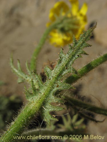 Imágen de Asteraceae sp. #1844 (). Haga un clic para aumentar parte de imágen.