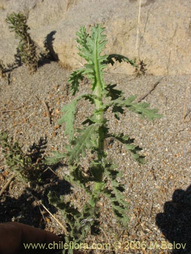 Imágen de Asteraceae sp. #1844 (). Haga un clic para aumentar parte de imágen.