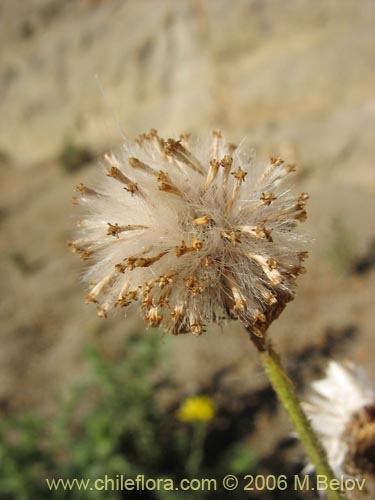 Imágen de Asteraceae sp. #1844 (). Haga un clic para aumentar parte de imágen.