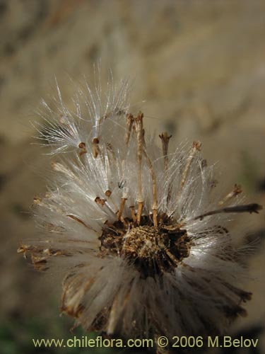 Imágen de Asteraceae sp. #1844 (). Haga un clic para aumentar parte de imágen.