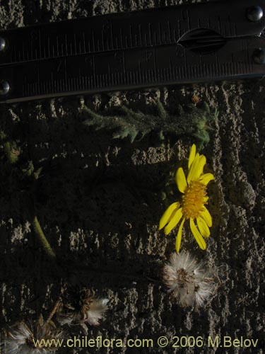 Imágen de Asteraceae sp. #1844 (). Haga un clic para aumentar parte de imágen.