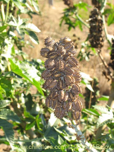 Image of Ricinus communis (Ricino / Palma christi / Higuerilla). Click to enlarge parts of image.