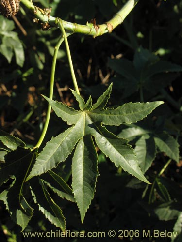 Image of Ricinus communis (Ricino / Palma christi / Higuerilla). Click to enlarge parts of image.