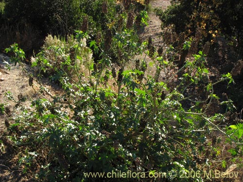 Image of Ricinus communis (Ricino / Palma christi / Higuerilla). Click to enlarge parts of image.