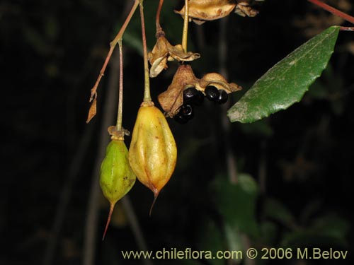 Crinodendron patagua的照片