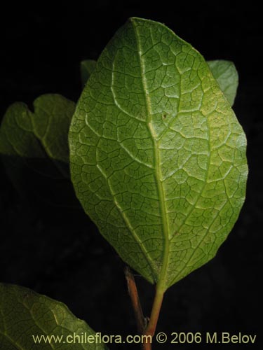 Image of Azara celastrina (Lilén). Click to enlarge parts of image.