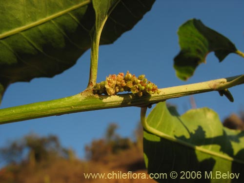Schinus latifolius의 사진