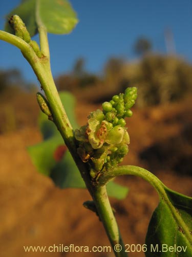 Schinus latifolius의 사진