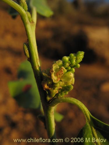 Schinus latifolius의 사진