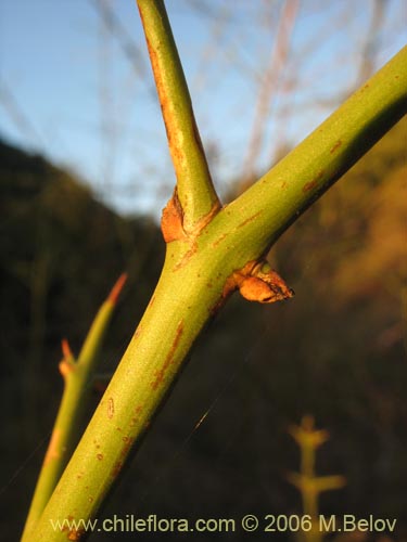 Trevoa trinervis的照片