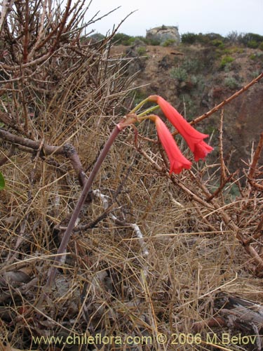 Image of Phycella ignea (Aauca de fuego). Click to enlarge parts of image.