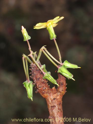 Oxalis carnosa var. incana의 사진