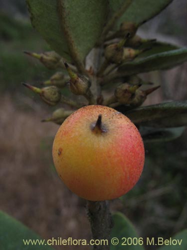 Pouteria splendens의 사진