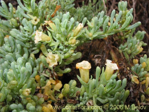 Bild von Nolana crassulifolia (Sosa / Hierba de la lombriz / Sosa brava). Klicken Sie, um den Ausschnitt zu vergrössern.