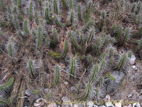 Eulychnia castaneaの写真