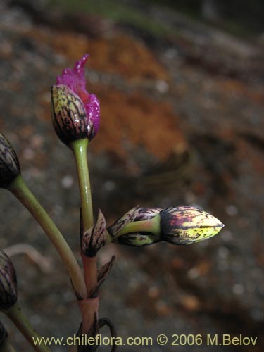 Cistanthe sp. #2737的照片