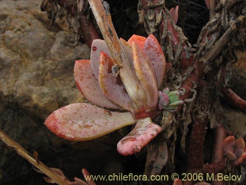 Cistanthe sp. #2737的照片