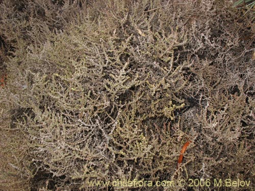 Image of Nolana sedifolia (Sosa / Hierba de la lombriz / Sosa brava). Click to enlarge parts of image.