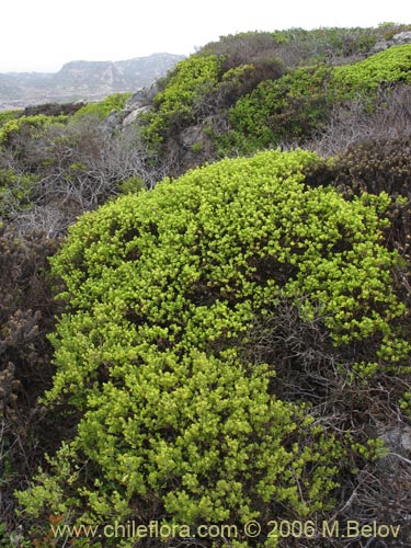 Image of Baccharis macraei (Vautro). Click to enlarge parts of image.