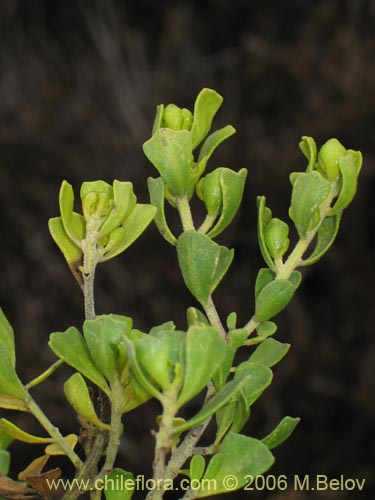 Image of Baccharis macraei (Vautro). Click to enlarge parts of image.