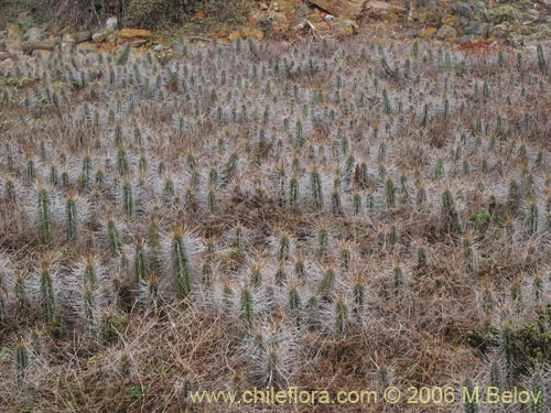 Eulychnia castaneaの写真