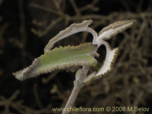 Image of Sphacele salviae (Salvia blanca). Click to enlarge parts of image.