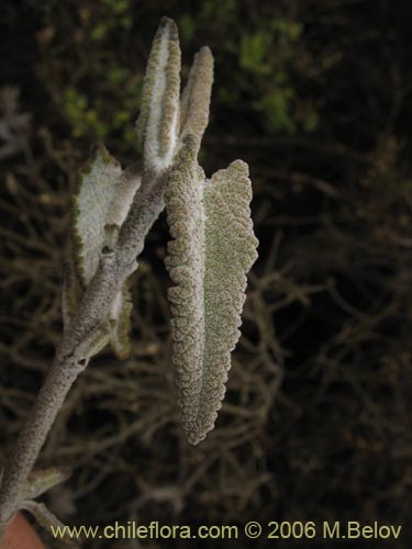 Image of Sphacele salviae (Salvia blanca). Click to enlarge parts of image.