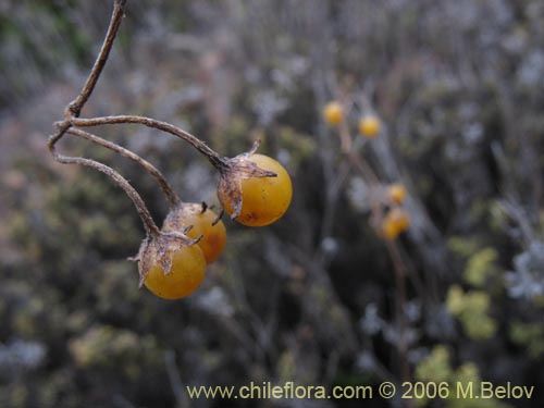 Bild von Solanum maritimum (Esparto). Klicken Sie, um den Ausschnitt zu vergrössern.