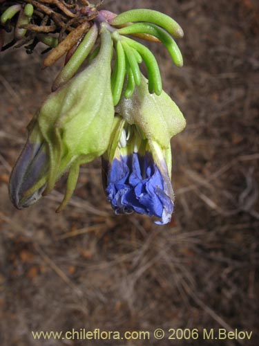 Imágen de Nolana sp. #1496 (). Haga un clic para aumentar parte de imágen.
